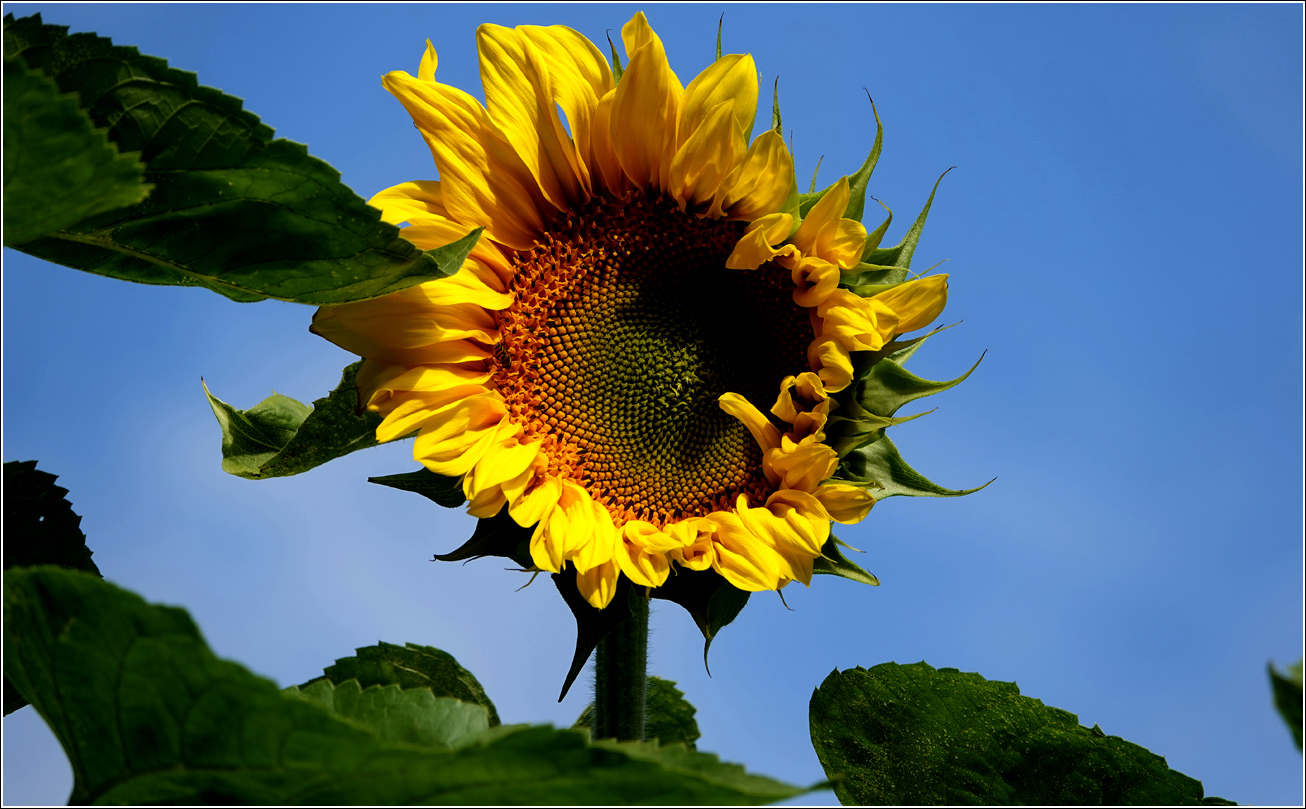 Изображение особи Helianthus annuus.
