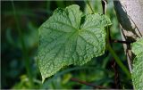 Cucumis sativus. Лист. Московская обл., Раменский р-н, окр. дер. Хрипань, садовый участок. 04.08.2026.
