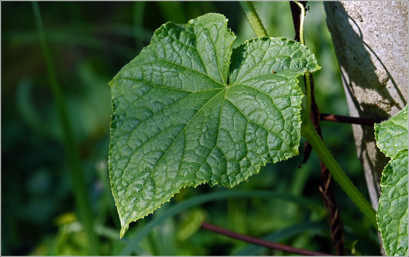 Image of Cucumis sativus specimen.