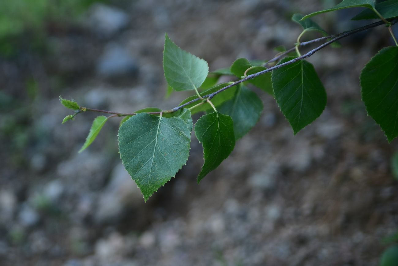 Изображение особи род Betula.