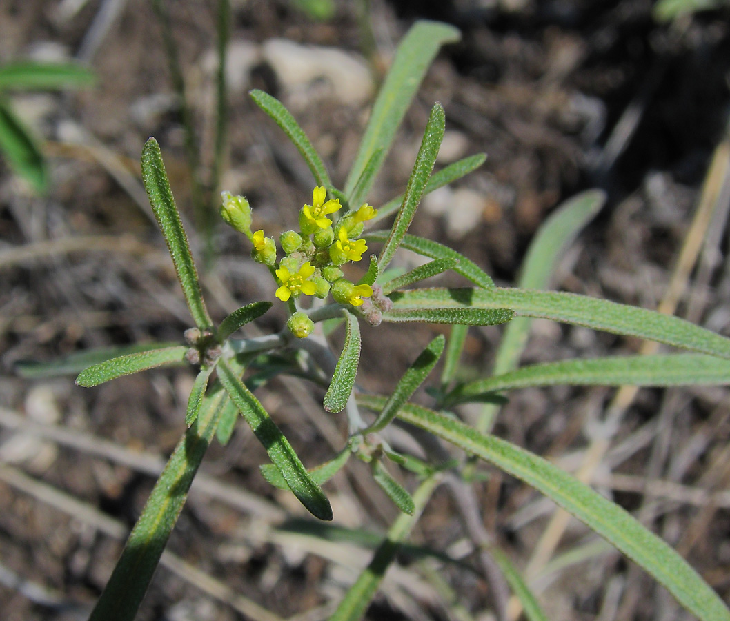 Изображение особи Meniocus linifolius.