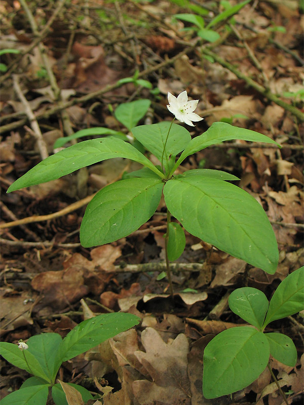 Image of Trientalis europaea specimen.