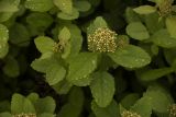 Spiraea betulifolia