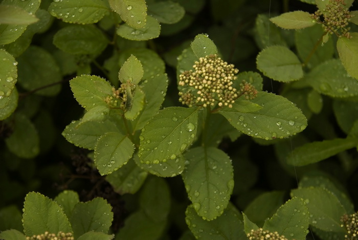 Изображение особи Spiraea betulifolia.