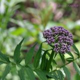 Valeriana alternifolia