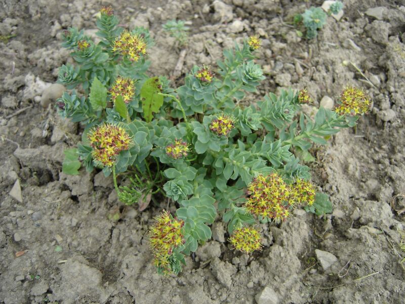 Image of Rhodiola rosea specimen.