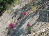 Allium ampeloprasum
