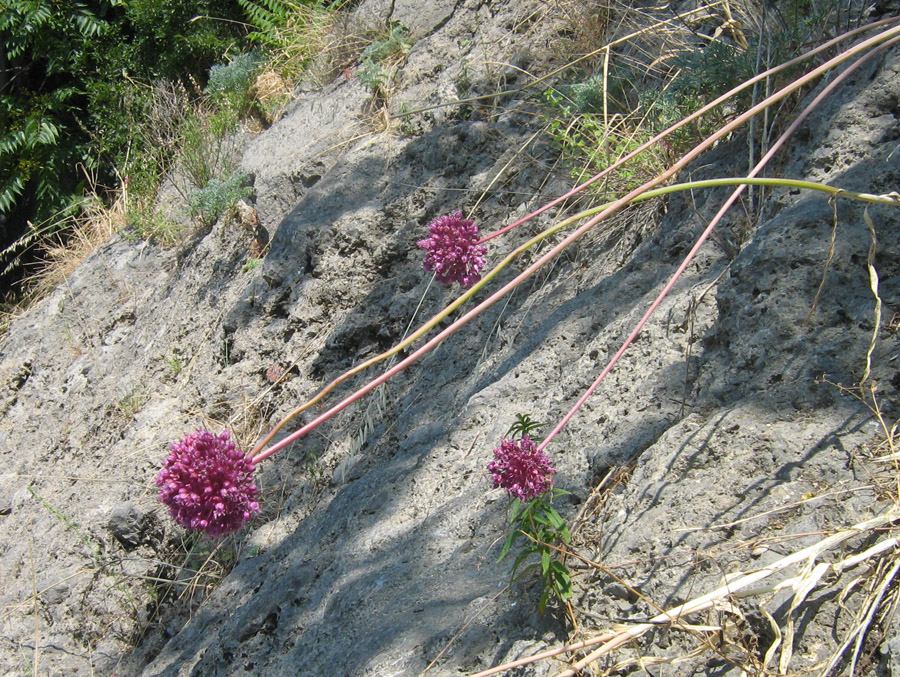 Image of Allium atroviolaceum specimen.