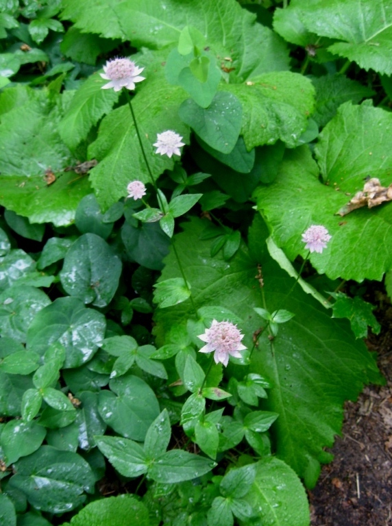Image of Astrantia maxima specimen.