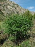 Lonicera simulatrix. Кустарник на склоне северной экспозиции. Казахстан, Южно-Казахстанская обл., Угамский хр., ущ. р. Сазаната. 06.05.2011.