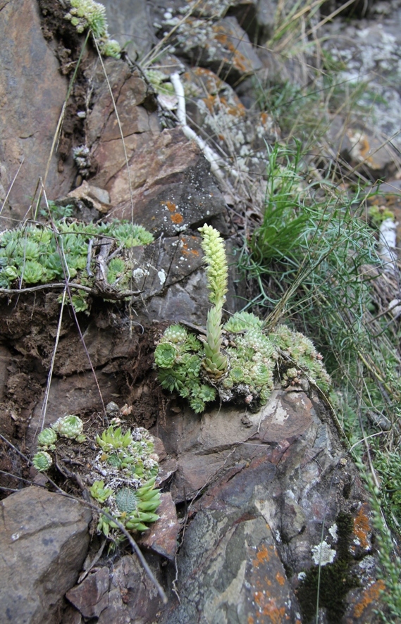 Image of Orostachys spinosa specimen.