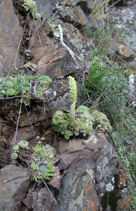 Изображение особи Orostachys spinosa.