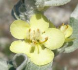 Verbascum gnaphalodes. Цветок. Черноморское побережье Кавказа, щель Прасковеевская, обочина дороги в ущелье. 24.08.2011.