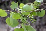 Populus pruinosa. Плоды. Таджикистан, заповедник \"Тигровая балка\", кордон \"Дарё-Куль\". 16.04.2011.