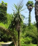 Cordyline australis. Взрослая особь с соцветием. Абхазия, г. Сухум, ботанический сад. 24 июля 2008 г.