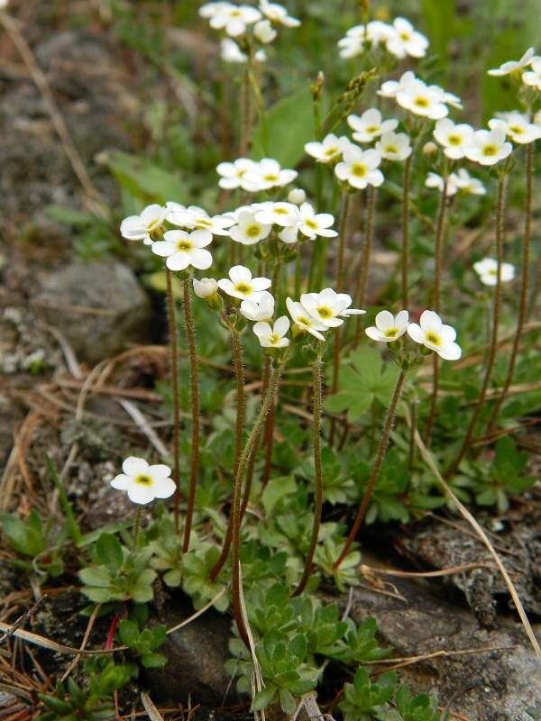 Image of Androsace arctisibirica specimen.