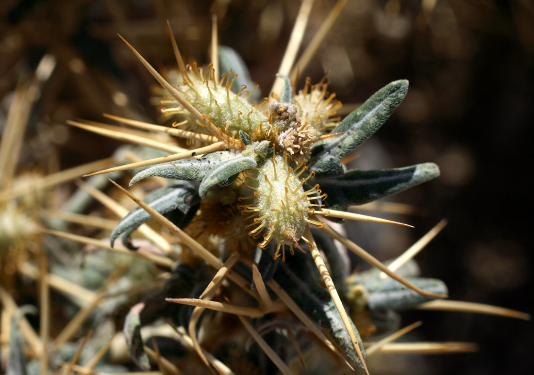 Image of Xanthium spinosum specimen.