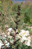 Amaranthus sylvestris