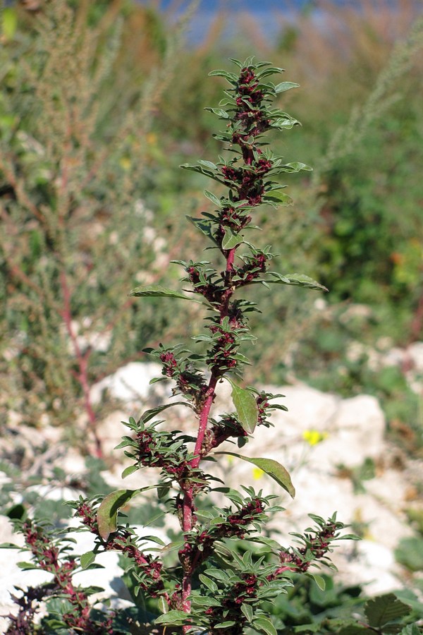 Изображение особи Amaranthus sylvestris.