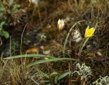 Tulipa scythica