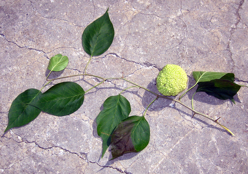 Изображение особи Maclura pomifera.