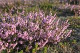 Calluna vulgaris