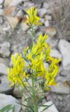 Genista tinctoria