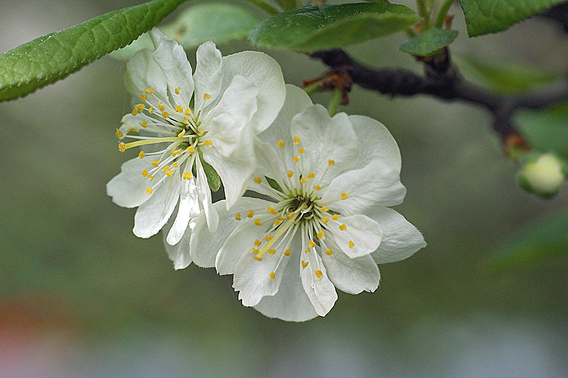 Изображение особи Prunus domestica.