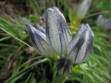 Gentiana vodopjanovae