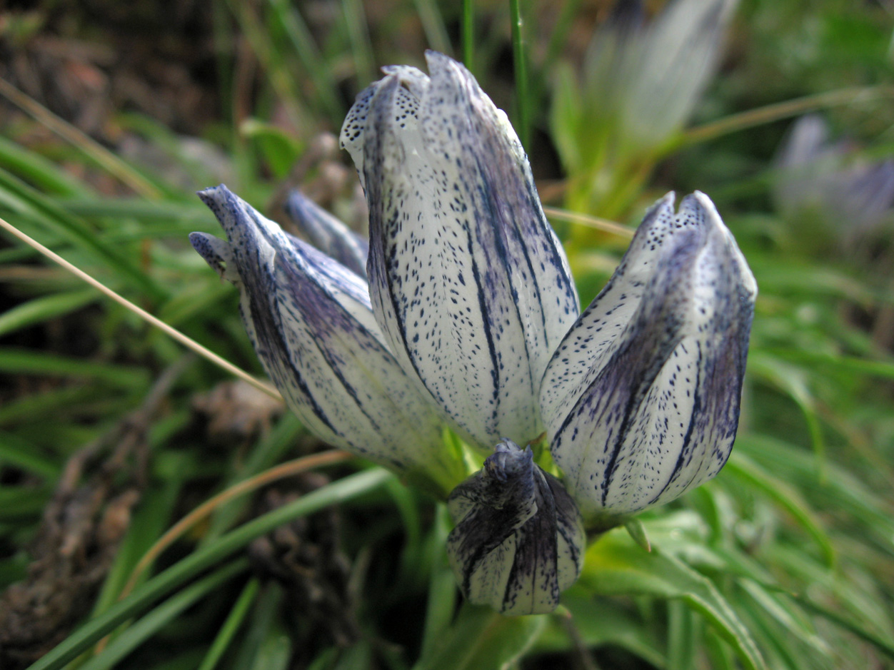 Изображение особи Gentiana vodopjanovae.