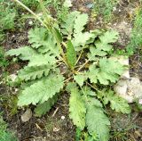 Phlomoides labiosa. Розетка прикорневых листьев и нижняя часть побега. Копетдаг, Чули. Май 2011 г.