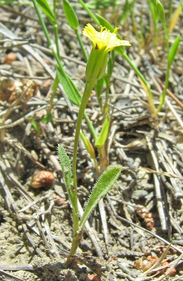 Image of Hedypnois cretica specimen.