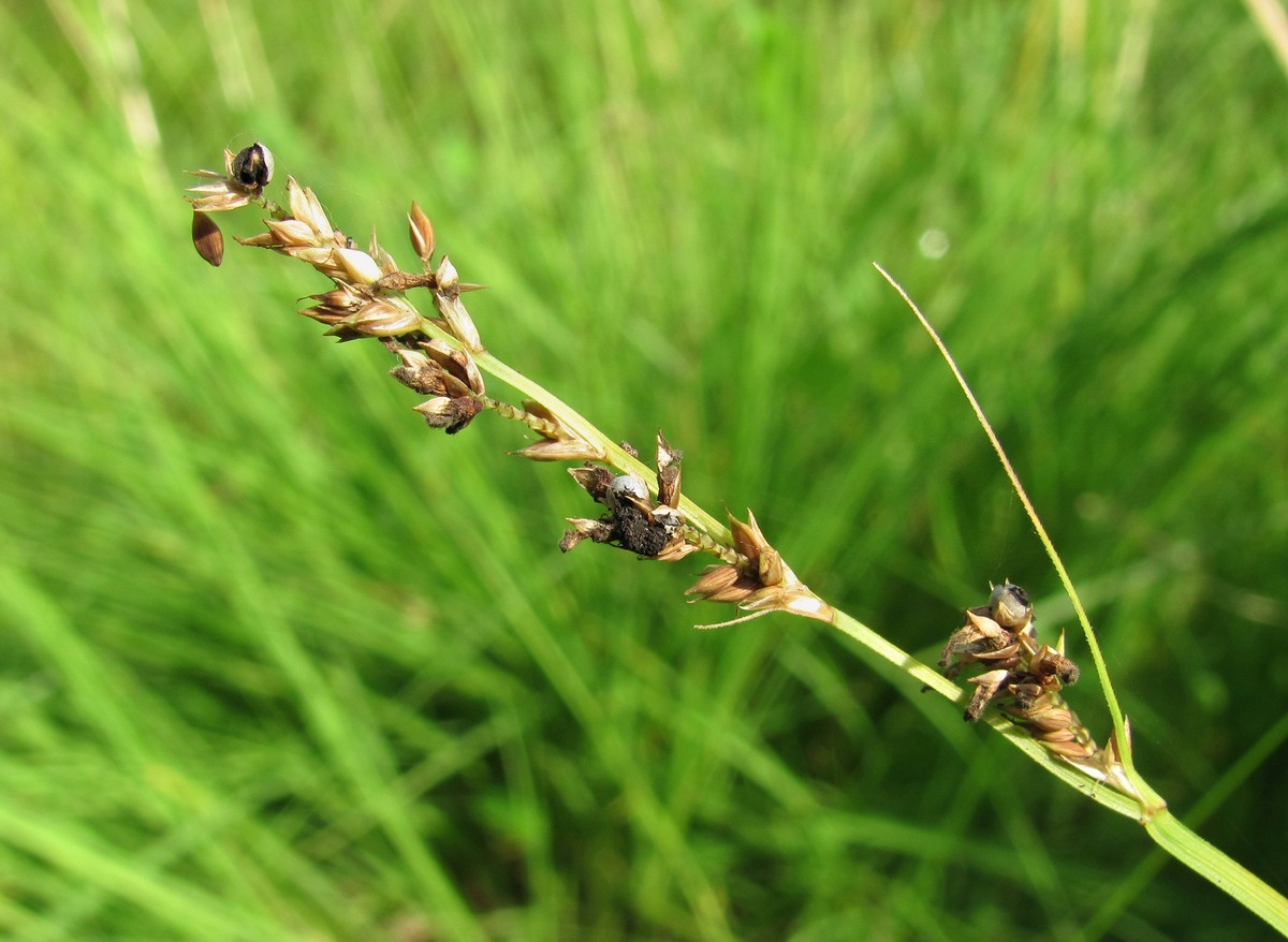 Image of Carex canescens specimen.