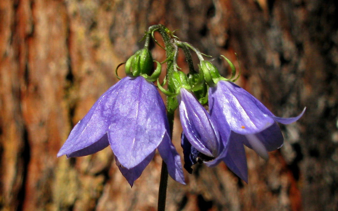 Image of Adenophora golubinzevaeana specimen.