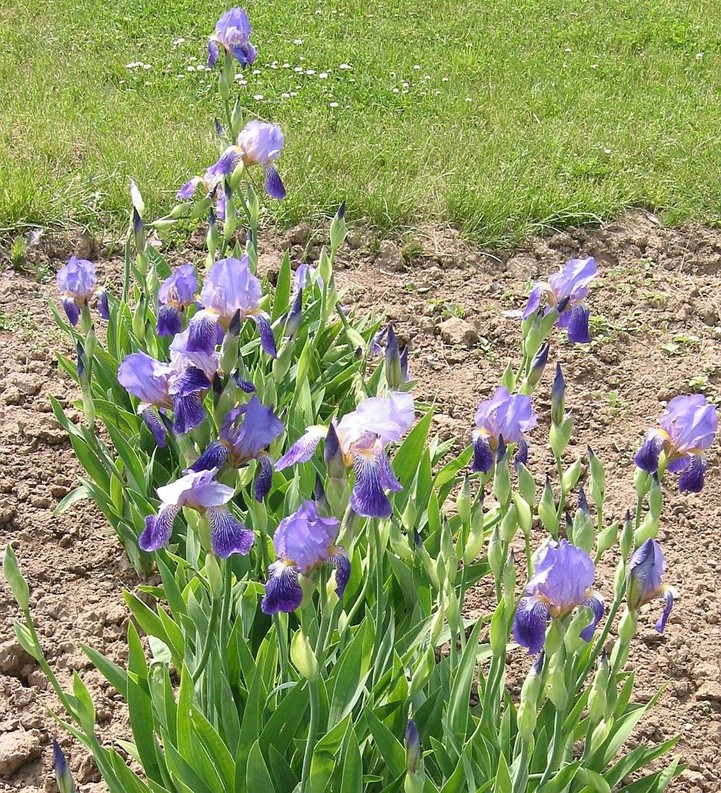 Изображение особи Iris &times; neglecta.