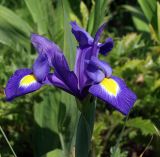род Iris