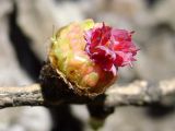 Larix sibirica