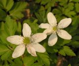 Anemone amurensis. Цветки. Приморский кр., Спасский р-н, с. Хвалынка. 20.04.2008.