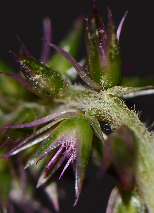 Image of Achyranthes aspera var. sicula specimen.