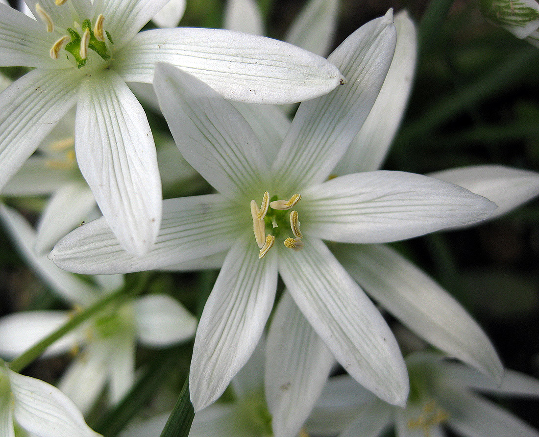 Изображение особи Ornithogalum refractum.