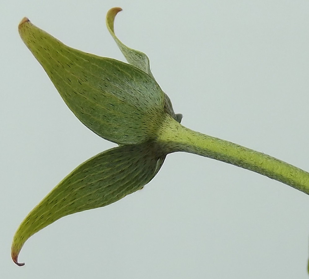 Image of Cynoxylon kousa specimen.
