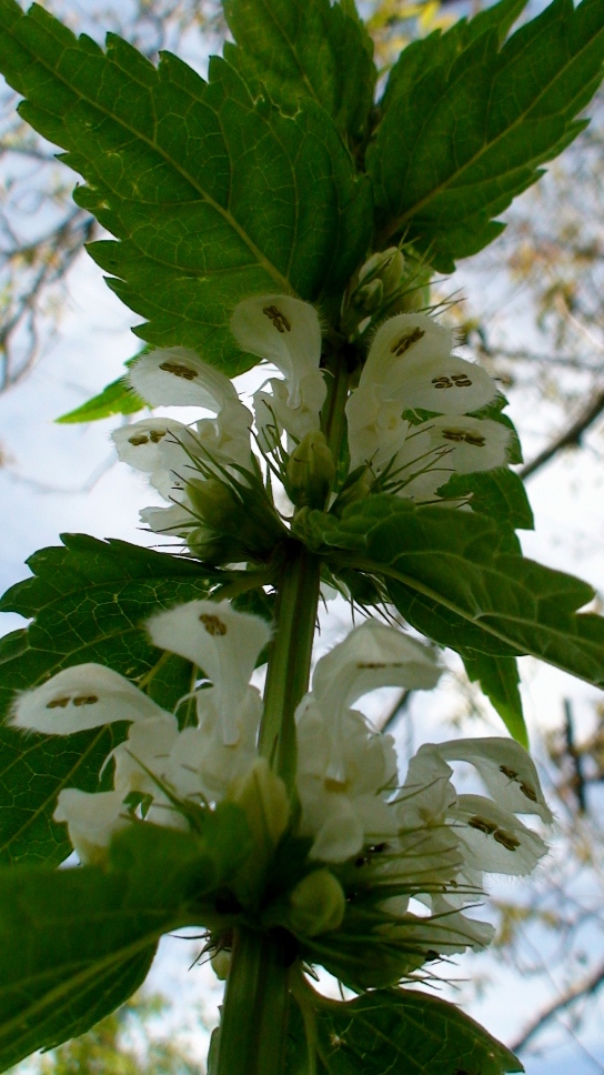 Image of Lamium album specimen.