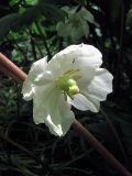 Podophyllum peltatum