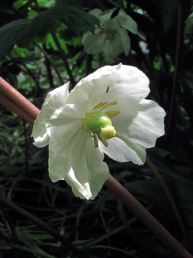 Изображение особи Podophyllum peltatum.
