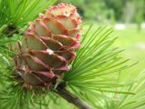 Larix kaempferi