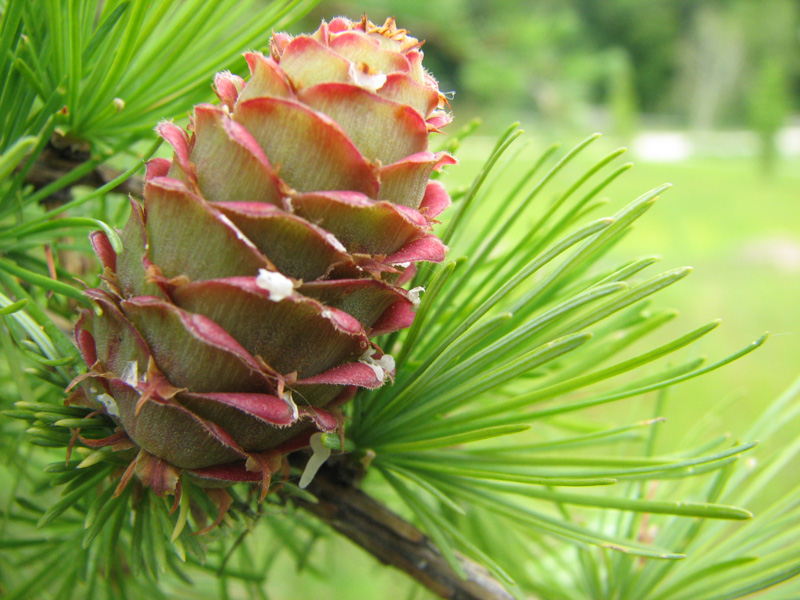 Image of Larix kaempferi specimen.