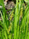 Carex arnellii