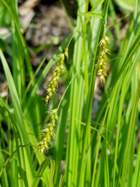 Изображение особи Carex arnellii.