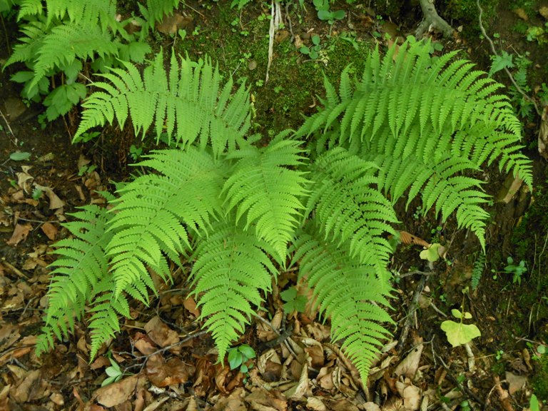 Изображение особи Lunathyrium pycnosorum.