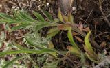 Campanula rotundifolia ssp. hispanica
